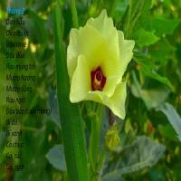 Tháng 2 trồng cây gì